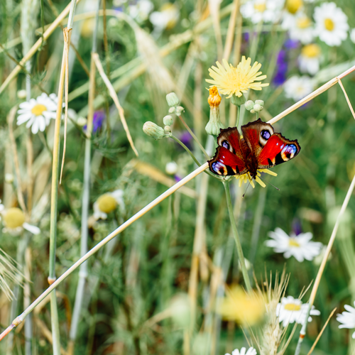 Schmetterling