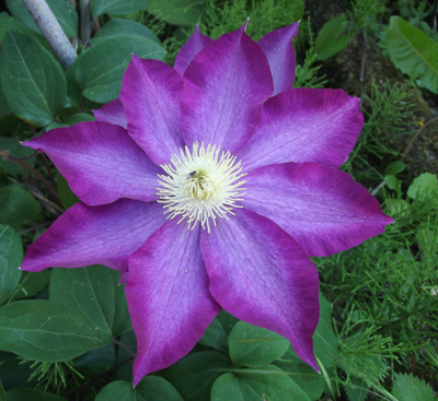 farbige-blume