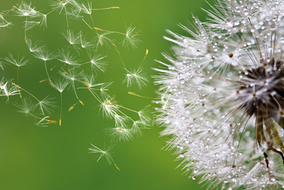 Pusteblume