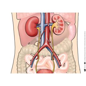 IMG102565_30923 Kamishibai: Der Weg der Nahrung durch den Körper-image