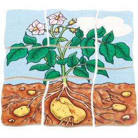 IMG70260096_5921 Lagenpuzzle Kartoffel-image