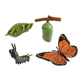 IMG101336_27956 Lebenszyklen Schmetterling-image