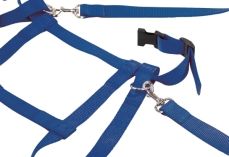 IMG83452_16013 Kinder Laufleine Nylon blau-image