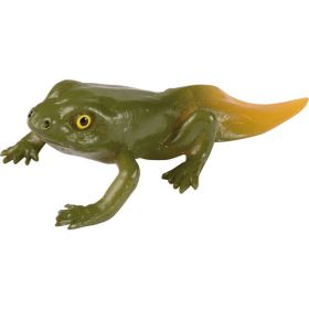 Lebenszyklen Frosch-image