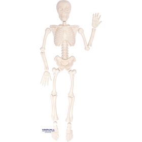 IMG103063_32560 Sandform menschliches Skelett, 15-tlg.-image